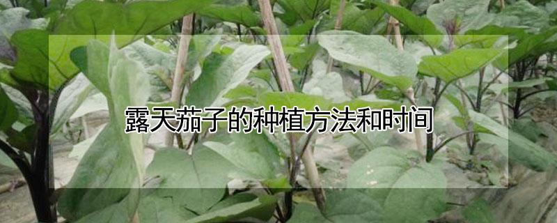 露天茄子的种植方法和时间（露天茄子什么时候种植）