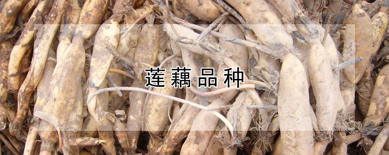 莲藕品种 高产莲藕品种