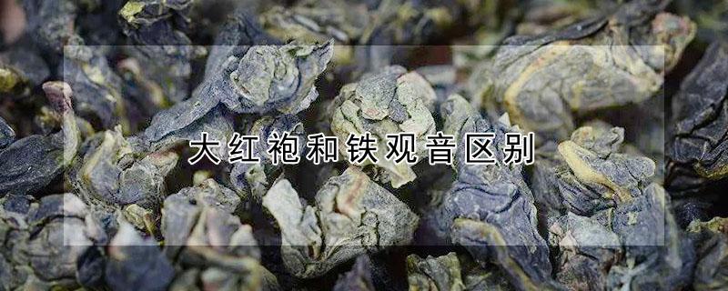 大红袍和铁观音区别（大红袍和铁观音区别）