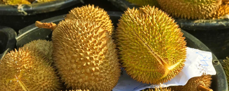 榴莲种子怎么种（榴莲的种子能种）