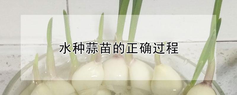 水种蒜苗的正确过程（水种蒜苗的正确过程图）