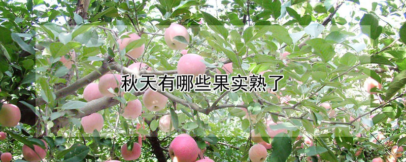 秋天有哪些果实熟了（秋天有哪些果实熟了图片）