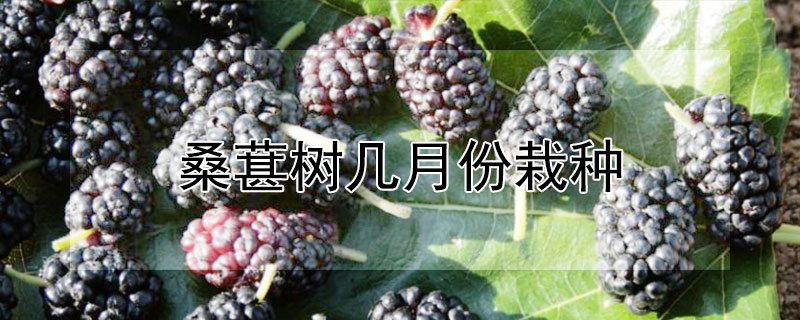 桑葚树几月份栽种（桑葚树几月份栽种最好）