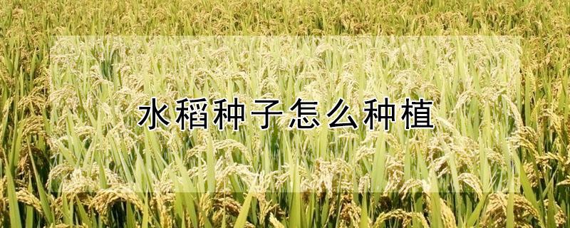 水稻种子怎么种植（水稻种子怎么种植的）