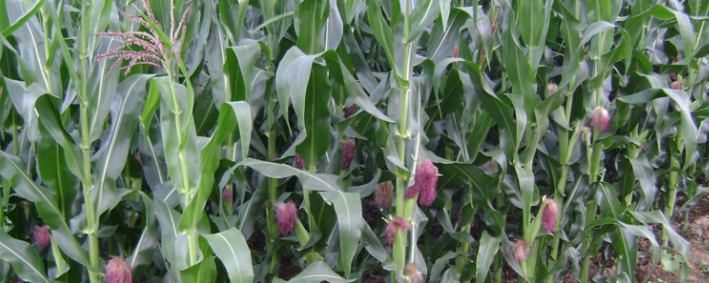 玉米移栽注意事项 玉米移植注意事项