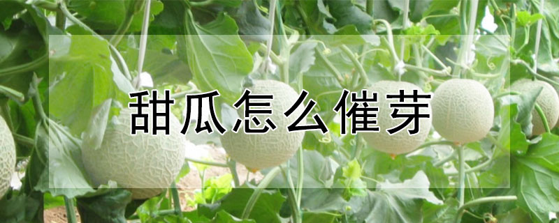 甜瓜怎么催芽（甜瓜怎么催芽最快）