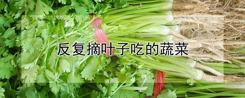 反复摘叶子吃的蔬菜（什么菜可以反复摘叶子吃）