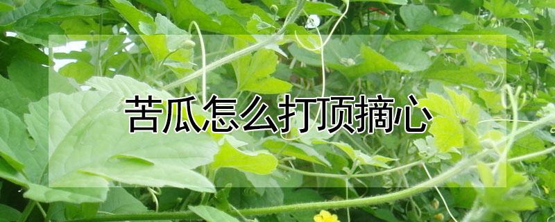 苦瓜怎么打顶摘心 苦瓜需要打顶掐尖吗