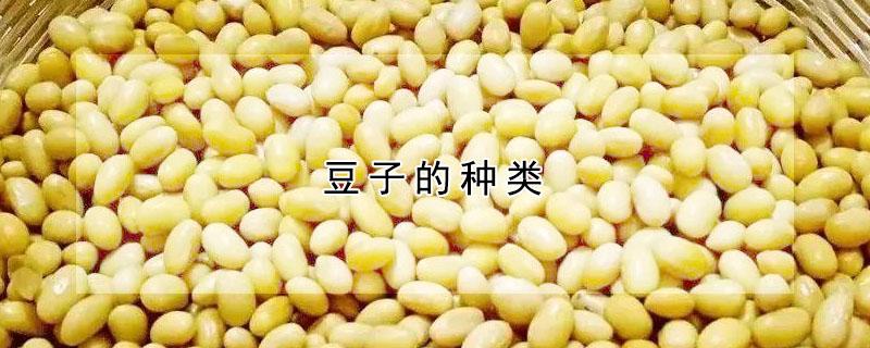 豆子的种类 蔬菜豆子的种类