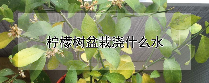 柠檬树盆栽浇什么水（柠檬树盆栽浇什么水最好）