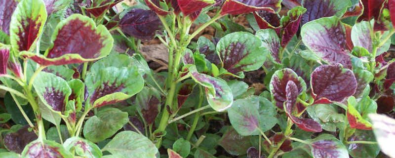 苋菜在什么时间播种（苋菜在什么时间播种最好）