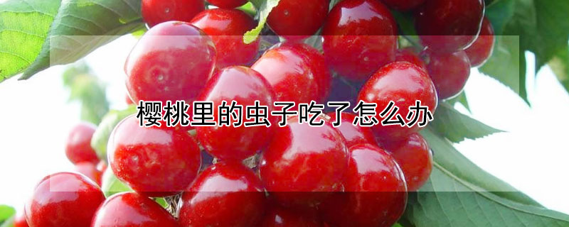 樱桃里的虫子吃了怎么办 樱桃里的虫子吃了怎么办视频