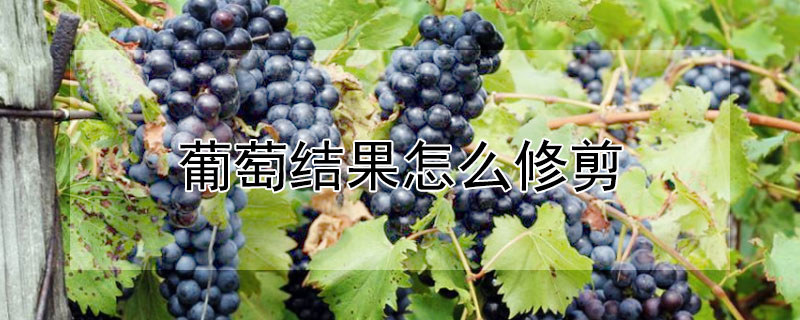 葡萄结果怎么修剪 葡萄结果如何修剪