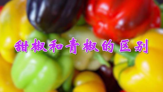 甜椒和青椒的区别（甜椒和青椒的区别图片）