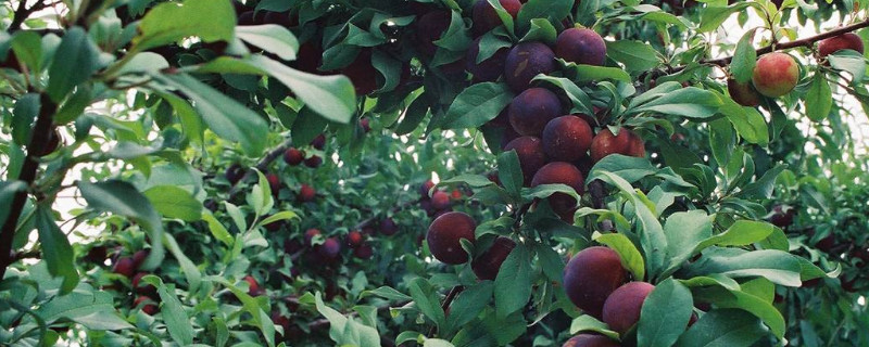 李子树苗种植技术（李子树苗种植技术要点）