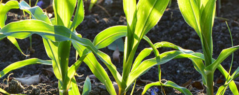 玉米苗根部发叉怎么办（玉米苗根部发叉怎么办有特效药吗）