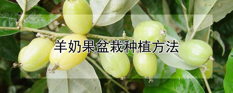 羊奶果盆栽种植方法（羊奶果盆栽盆景的方法）