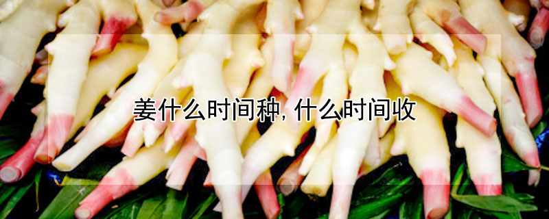 姜什么时间种,什么时间收 姜什么时间种,什么时间收割
