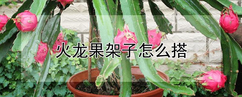 火龙果架子怎么搭 火龙果架子怎么搭 实用