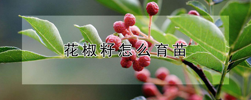 花椒籽怎么育苗（花椒籽怎么育苗示意图）