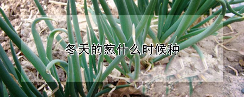 冬天的葱什么时候种 冬天的葱什么时候种好
