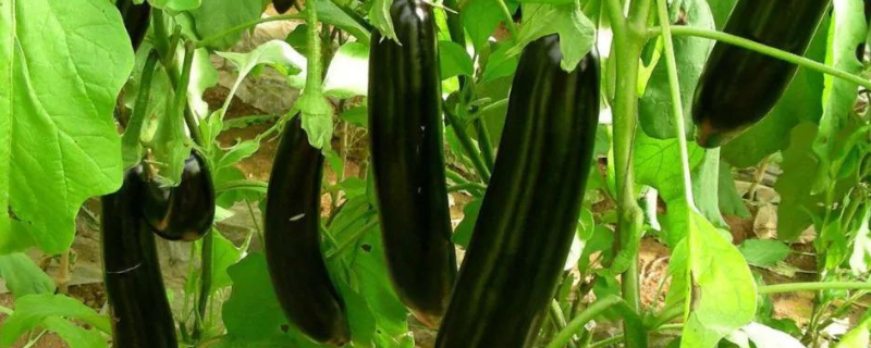 阳台茄子的种植方法（阳台茄子的种植方法和技术）