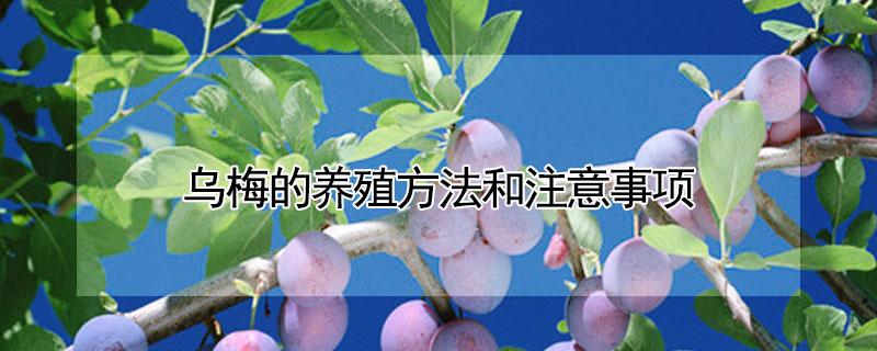 乌梅的养殖方法和注意事项（乌梅的养殖方法和注意事项视频）