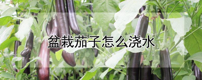 盆栽茄子怎么浇水（盆栽茄子怎么浇水施肥）