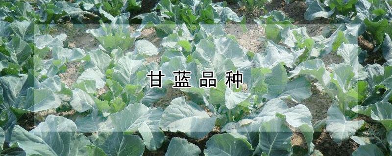 甘蓝品种 甘蓝品种介绍