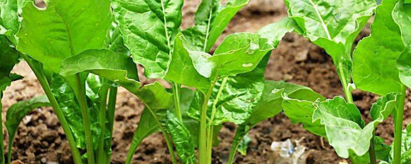 根达菜的种植方法和时间 根达菜的种植方法和时间图片