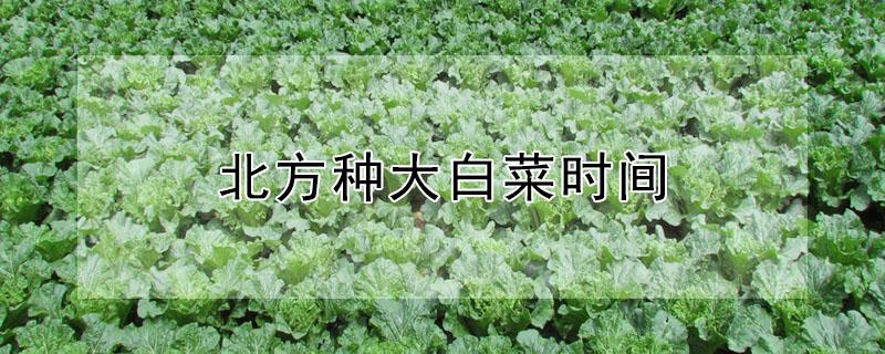 北方种大白菜时间（北方大白菜什么时间种）
