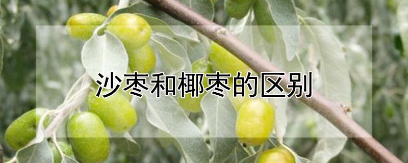 沙枣和椰枣的区别（沙枣和椰枣的区别在哪里）