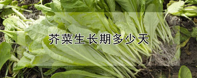 芥菜生长期多少天（芥菜生长期多少天出苗）