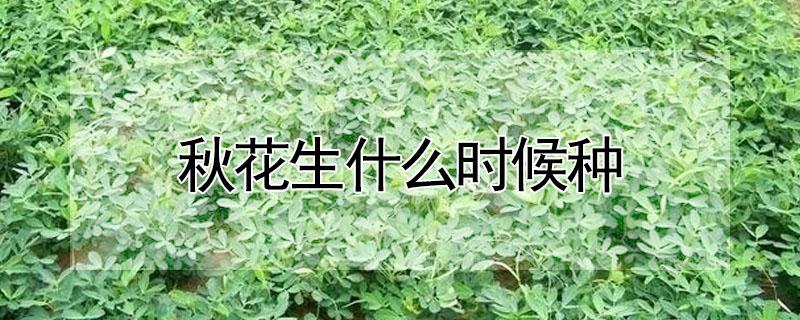 秋花生什么时候种 秋花生什么时候种莲壳种好还是拨出来种好