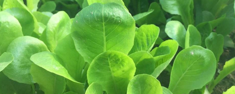 怎样让小白菜不生虫 小白菜如何防虫