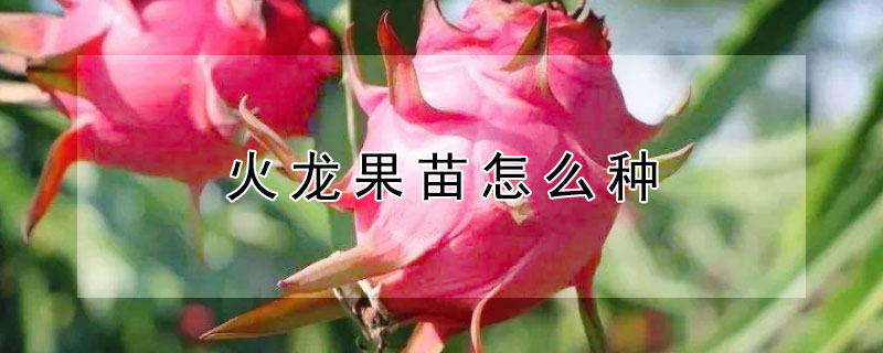 火龙果苗怎么种 火龙果苗怎么种植盆栽