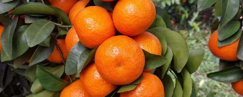 沃柑和沙糖桔区别（砂糖桔和沃柑哪个好）