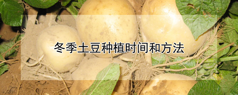 冬季土豆种植时间和方法 冬天土豆种植时间