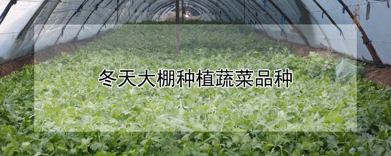 冬天大棚种植蔬菜品种 冬天大棚种植蔬菜品种有哪些