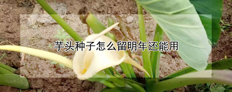 芋头种子怎么留明年还能用 芋头的种子怎样留?
