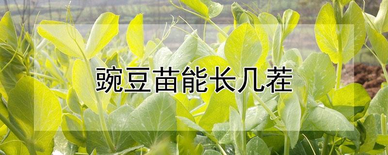 豌豆苗能长几茬（豌豆苗能长几茬苗）