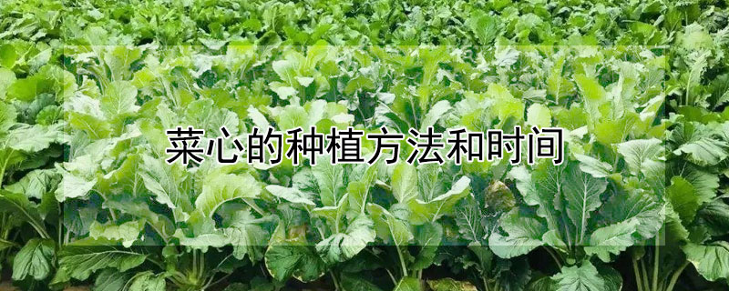 菜心的种植方法和时间（四九菜心的种植方法和时间）