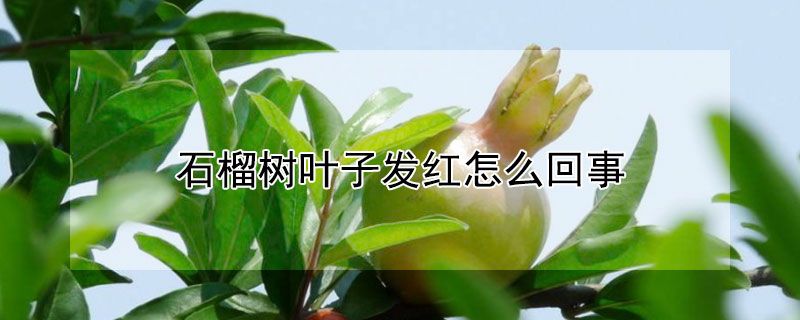石榴树叶子发红怎么回事 石榴树叶发红的原因