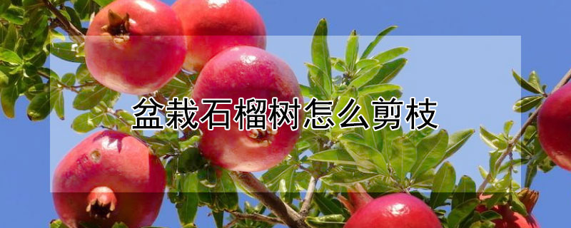 盆栽石榴树怎么剪枝（盆栽石榴树怎么剪枝好看）