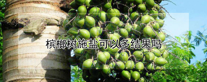 槟榔树施盐可以多结果吗 槟榔树施盐有什么效果