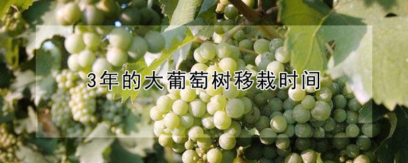 3年的大葡萄树移栽时间 3年的葡萄树什么时候移栽成活率高