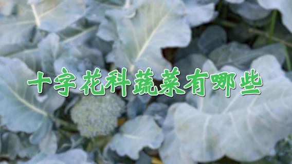 十字花科蔬菜有哪些 十字花科蔬菜有哪些图片