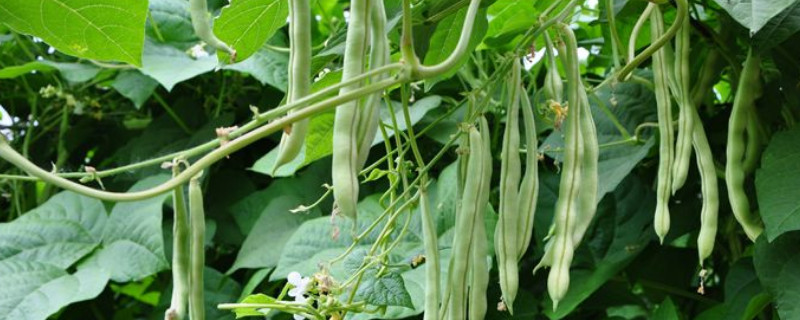 豆角如何种植 豆角如何种植结瓜多