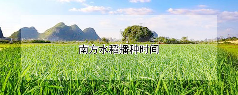 南方水稻播种时间 南方两季水稻播种和收割时间