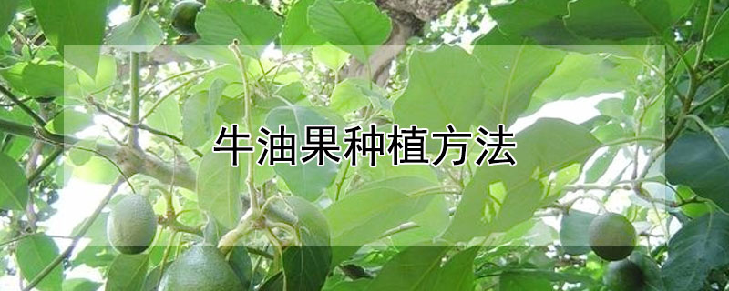 牛油果种植方法（牛油果种植方法图解）